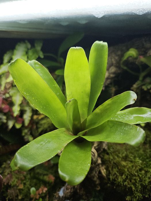 Neoregelia fireball