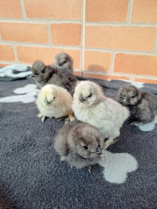 Sedosa do Japão - pintos