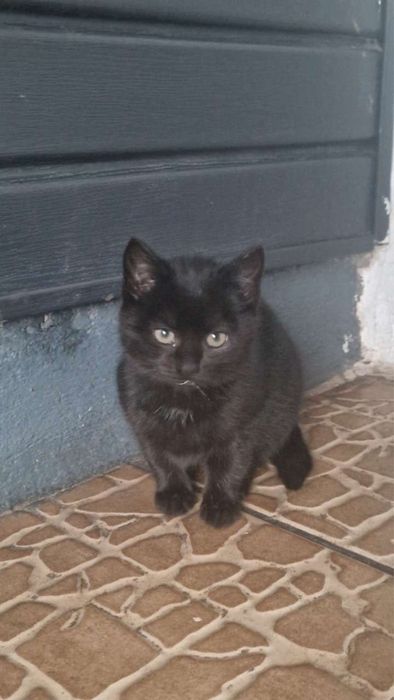 Oddam za darmo kocięta