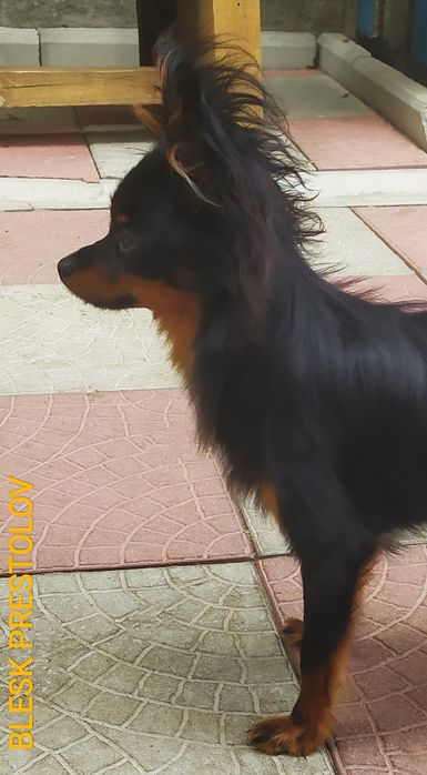 Питомник. Щенки Русского Длинношерстного Тоя.