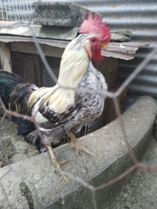 Galos (coquitos) para dispensar.