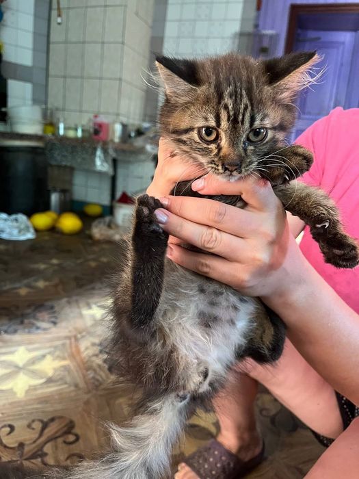 Віддам в добрі руки  кошенят