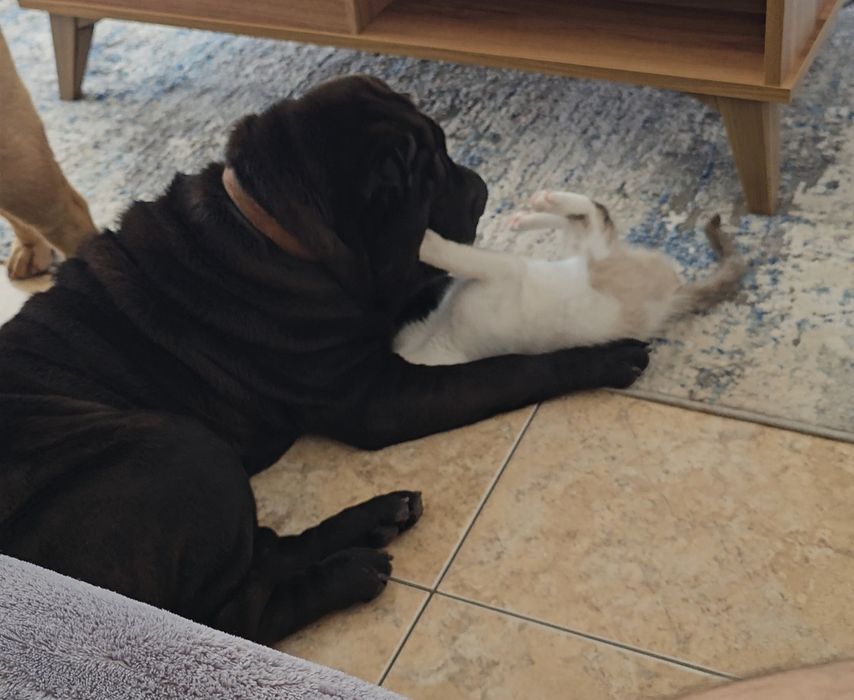 Procura nova família  Sharpei