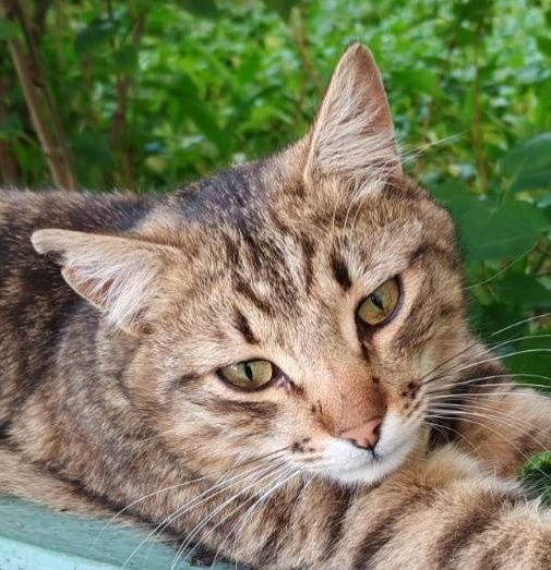Ідеальна  кішечка муркотуха і цілувака в пошуках родини