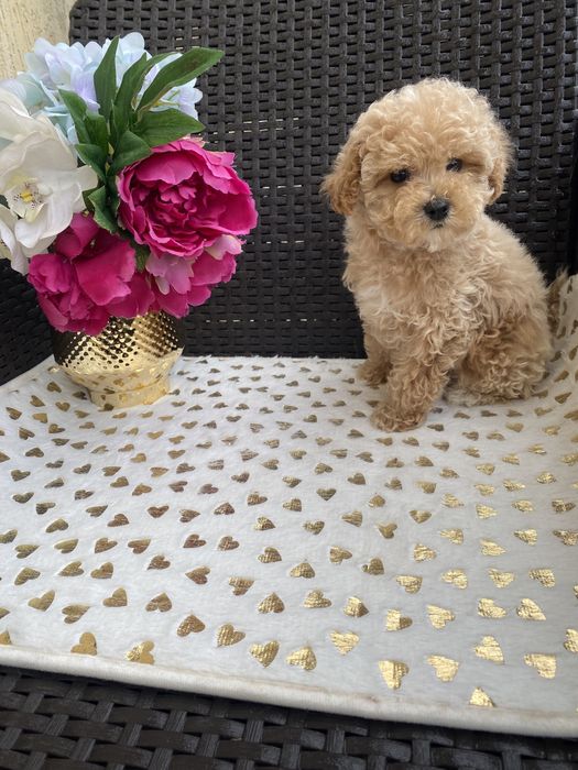 Мальтіпу мікро і міні