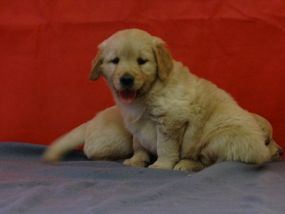 Golden retriever piesek z rodowodem