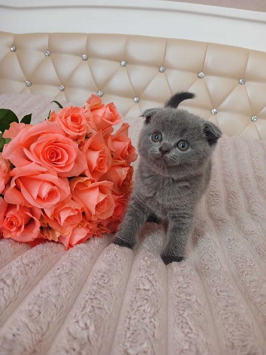 Кошенята шотландські