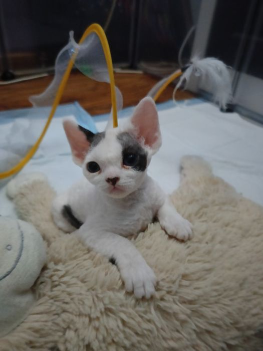 Devon rex kocurek