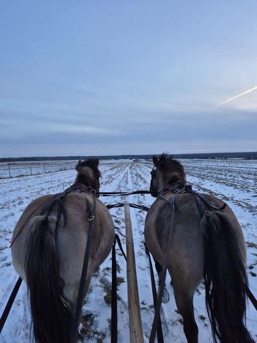 Kulig kuligi zaprzęgiem konnym