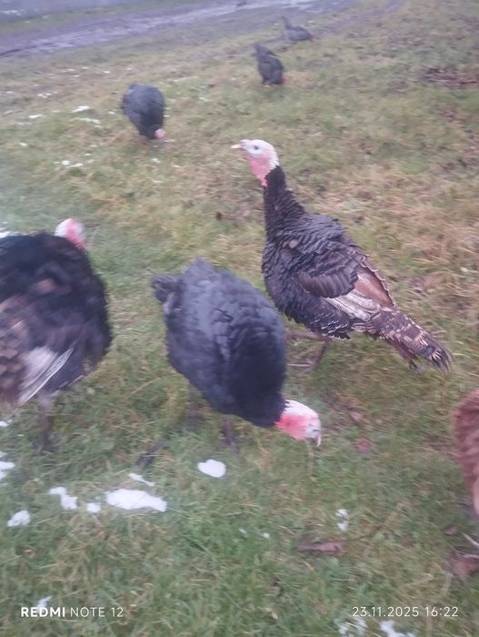 Продам молоді домашні індики