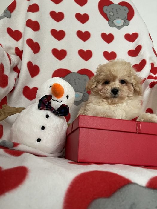 Мальтипу f 1 девочки и мальчики