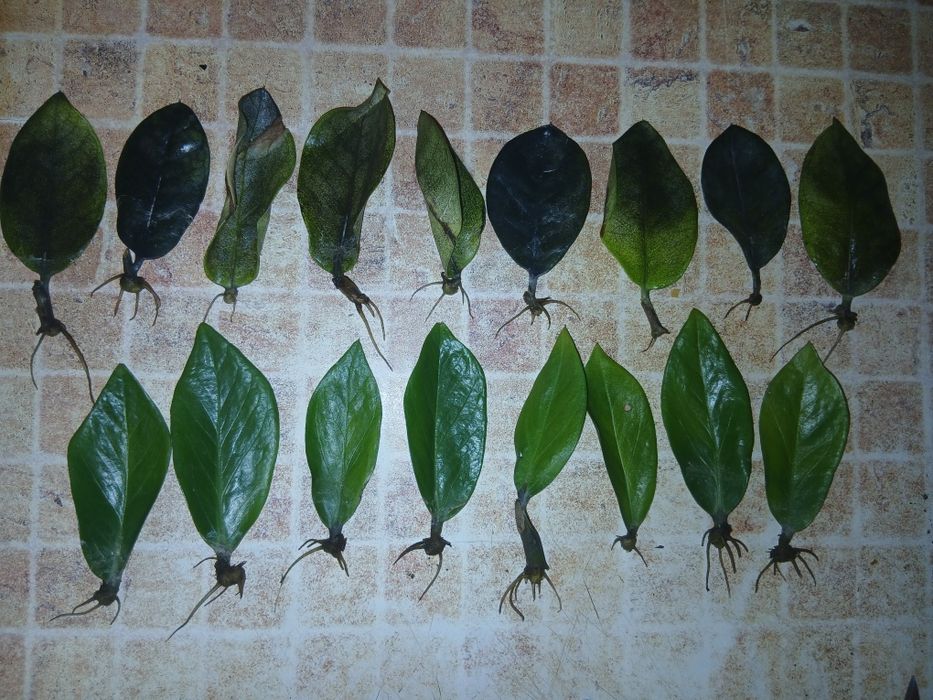 Замиокулькас зелений та чорний