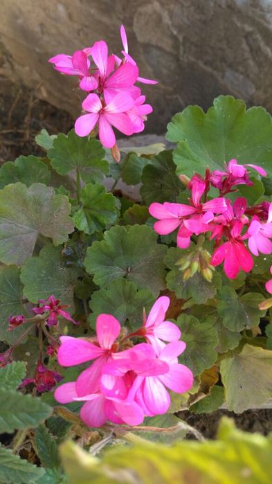 Пеларгонія багато сортів