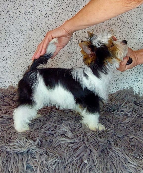 Цуценя хлопчик бiвер