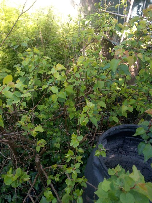 Damasqueiro ( Prunus armeniaca)