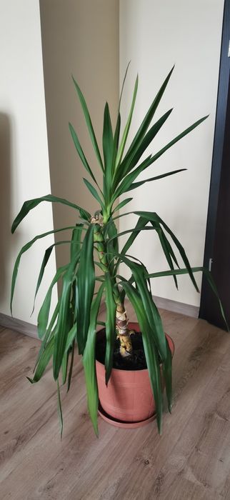 Juka, yukka, kwiatek do domu