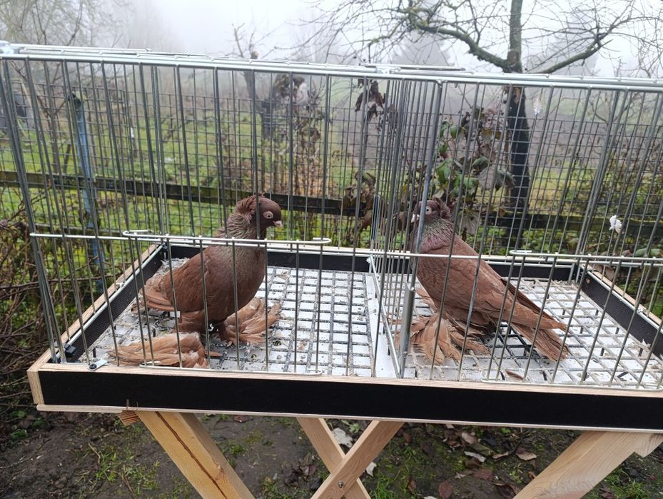 Wywrotki wschodniopruskie  gołębie ptaki