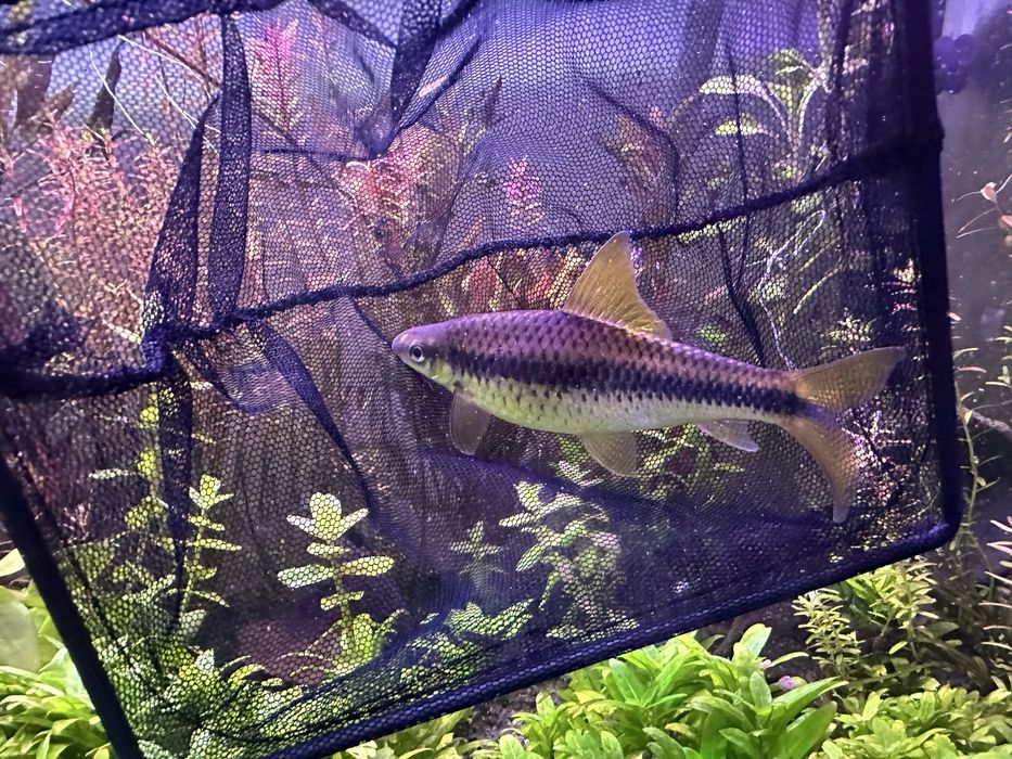 Kosiarka biskupiec 2 szt