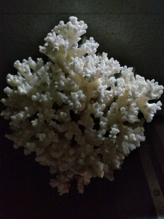 Peça de Coral verdadeira