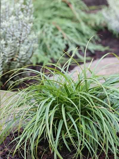 Turzyca wiosenna 'The Beatles'