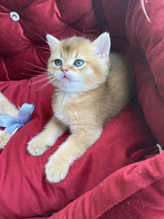 Чудесні янголятка …Золотої шиншили.