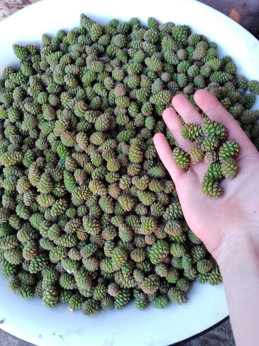 Зелена соснова шишка , шишка для варення