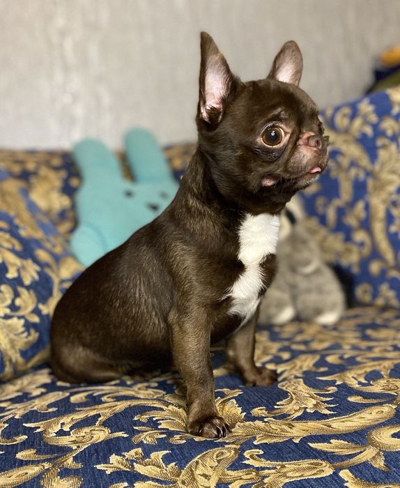 Мачомен чихуахуа