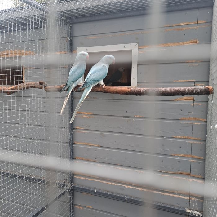 Aleksandretta Aleksandretty