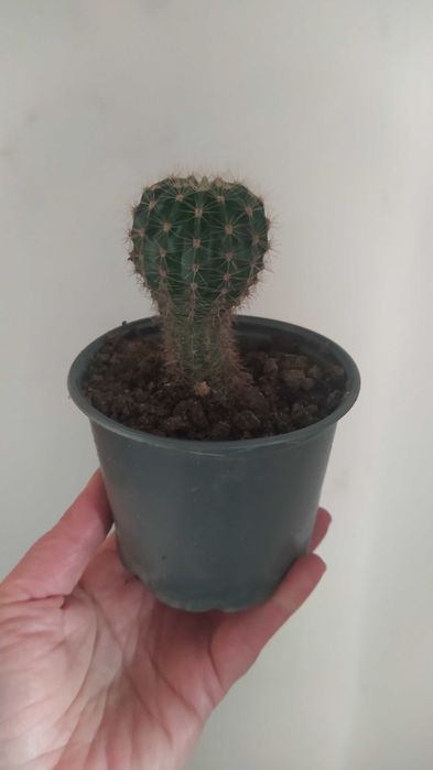 Кактус, дітки кактуса