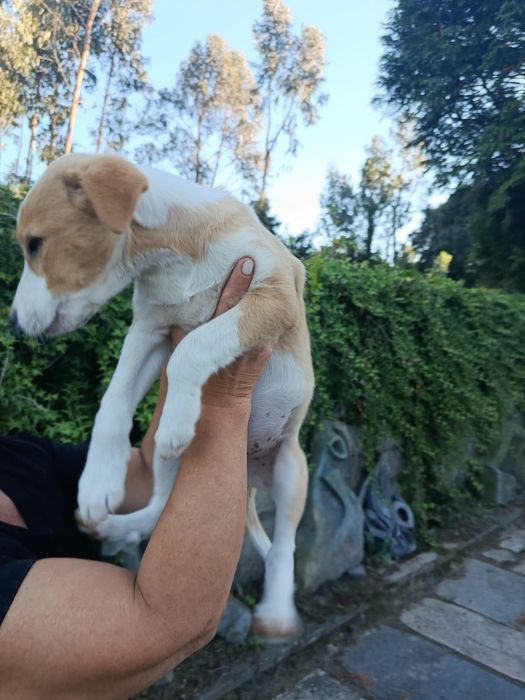 Cães bebés para adoção responsável