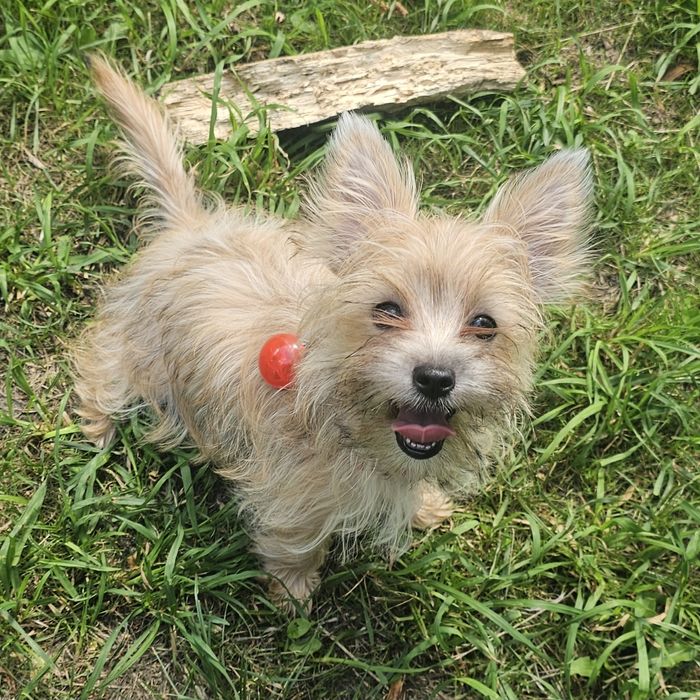 Yoreczka - Mała cudowna piękność