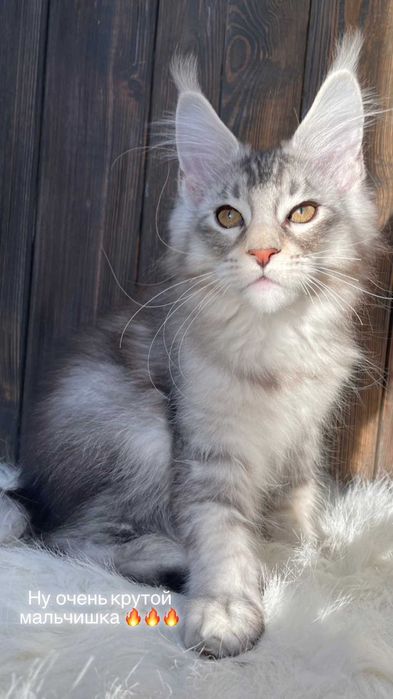 Великолепный Малыш Рамзес из питомника "ST*Olympus Pride"