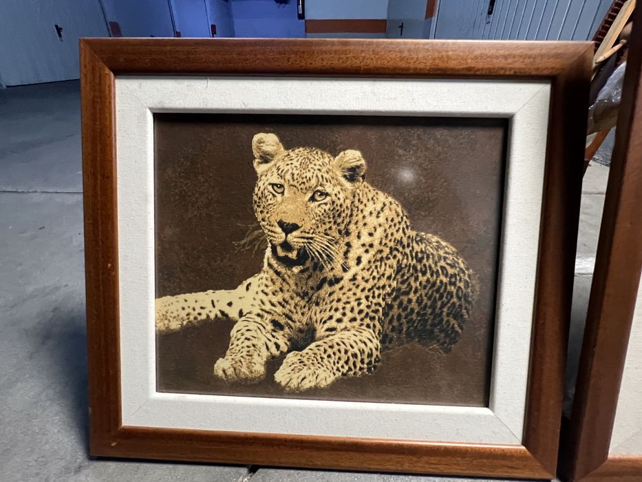 Quadros  safari leopardos