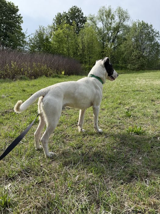 Cooer w typie bulteriera szuka domu