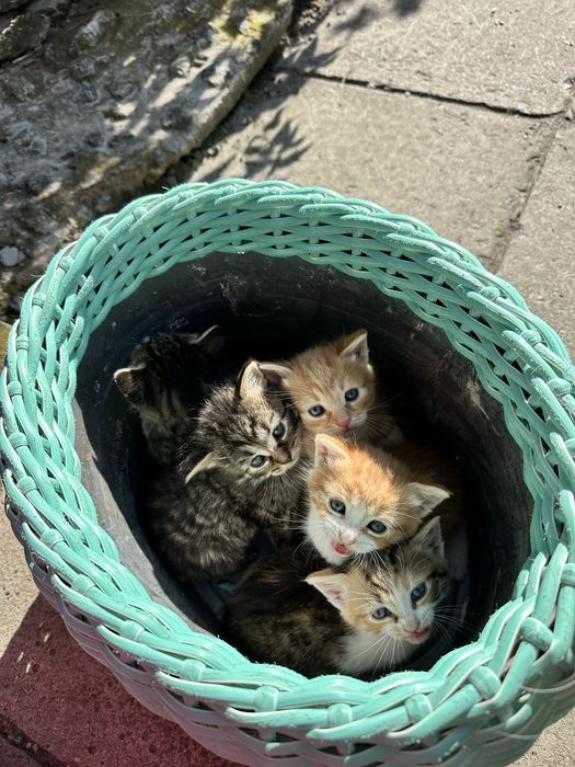 Котенята шукають домівку