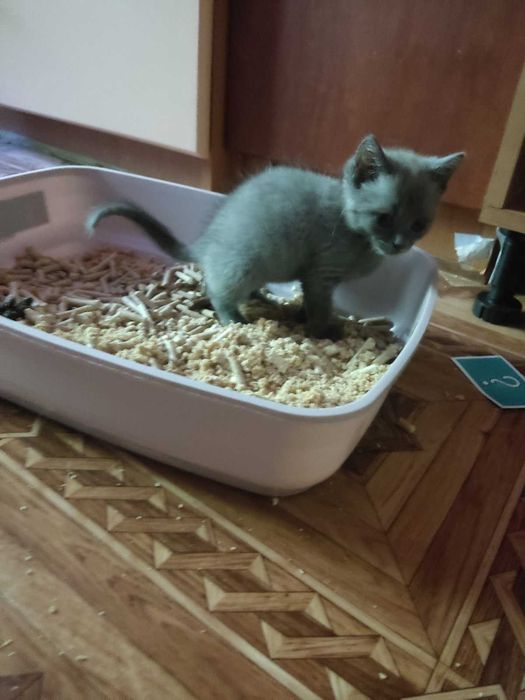 Кошенята шукають люблячу родину