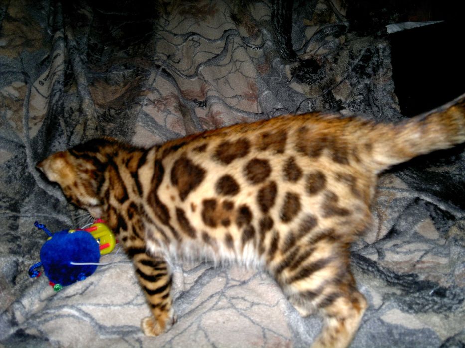 Яскраві бенгальські кошенятка з документами