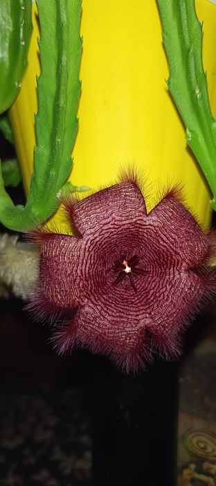 Кактусы и суккуленты