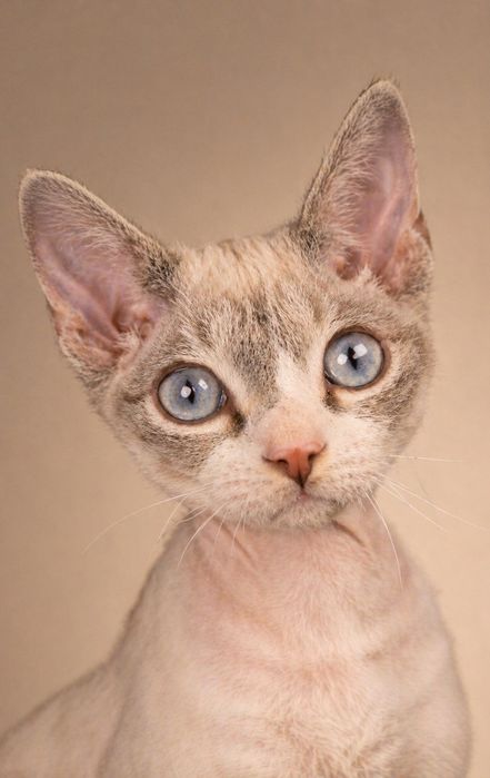 Роял Кошеня девон рекс на ПОДАРОК в любящую семью, порода котособачки и как сфинкс