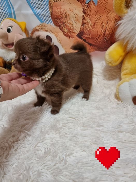 chihuahua macho chocolate de pêlo comprido c Pedigree e afixo