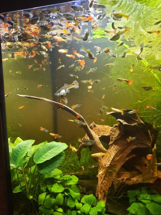 Gupiki / pawie oczka