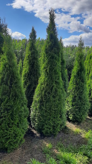 Thuja Smaragd wysoka zielona krzew ozdobny