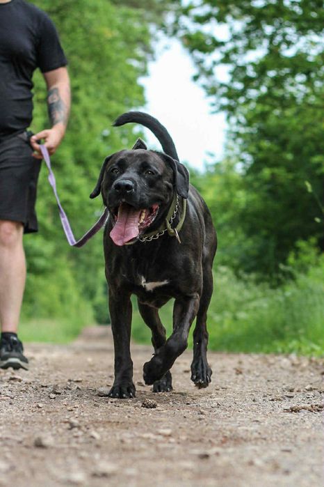 Diego - cudowny pies do adopcji mix labrador/pitbull