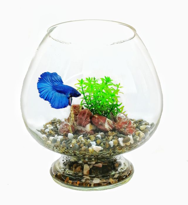 Акваріум бокал з рибкою | Акваріумний комплект на подарунок