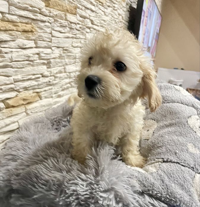 Maltipoo samiec pudel maltańczyk