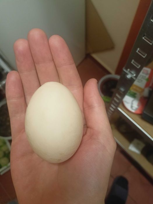 jajka z wolnego wybiegu NISKA CENA !!!DUŻE!!!