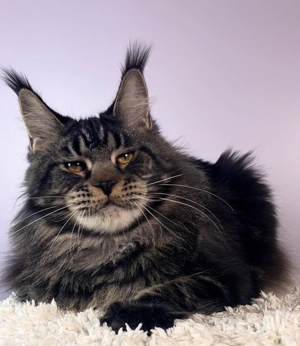 Кошенятка Мейн кун справжнi Левенята