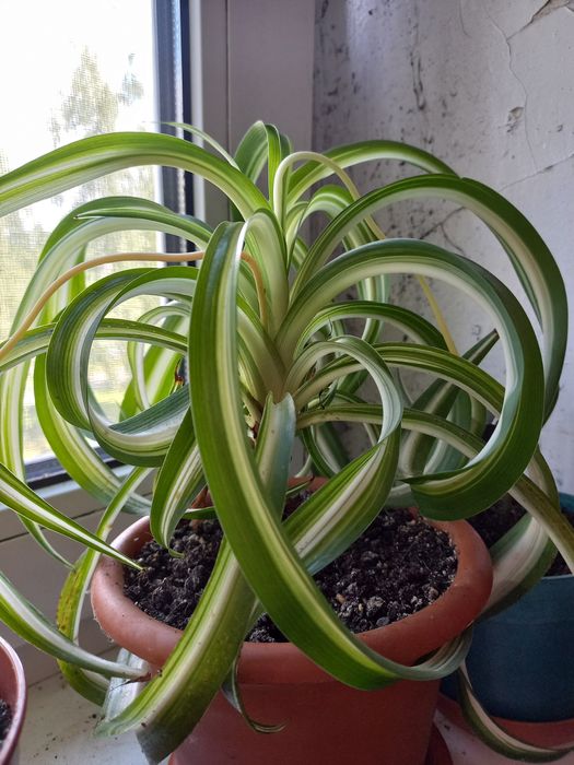 Денежное дерево(толстянка,черенки с корешками),хлорофитум.