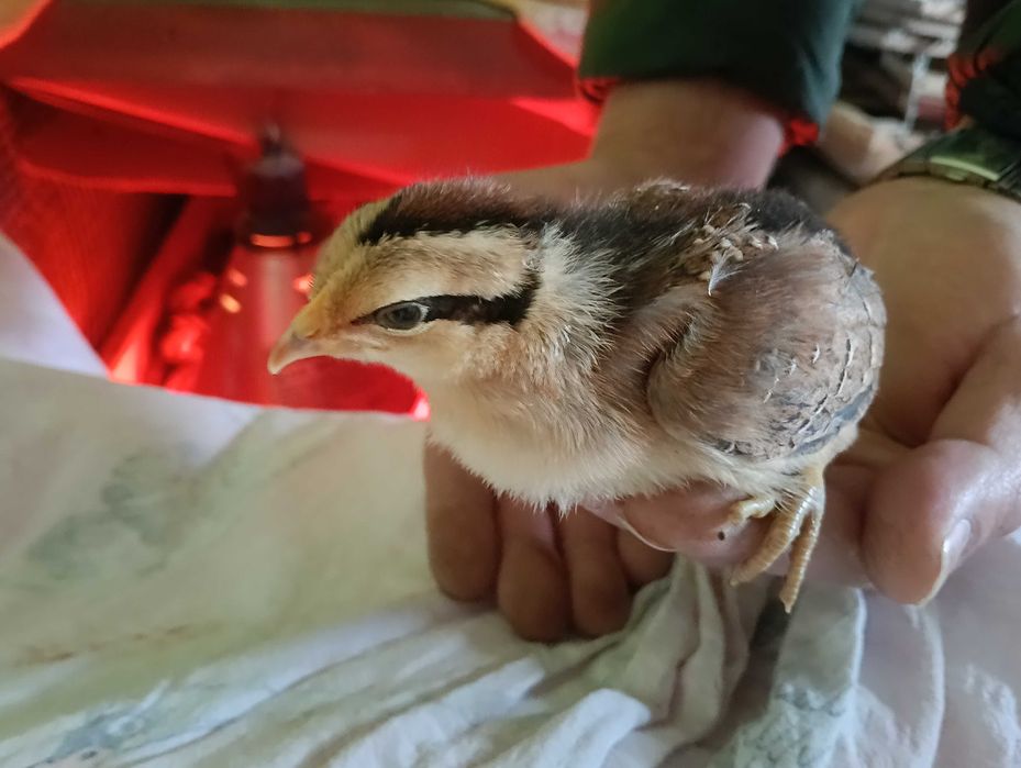 Sprzedam pisklęta zielononóżki