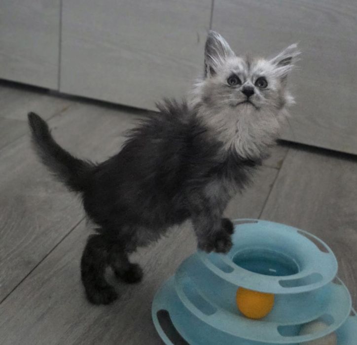 Kocurek Klark ur.20.02.26.